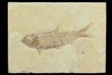 Detailed, Knightia Fossil Fish - Wyoming #78304-1